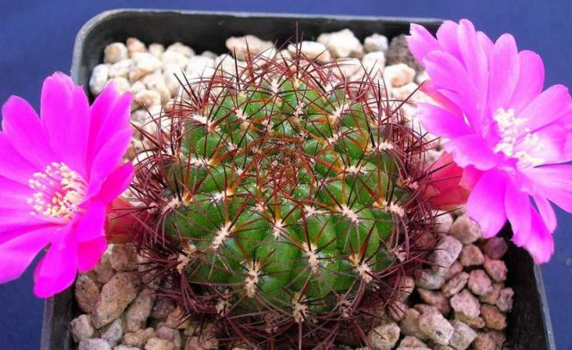 Sulcorebutia_mentosa
